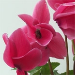 Ciclamen (Cyclamen persicum) http://es.osmoz.com/Public/Files/material/452365f8.jpg