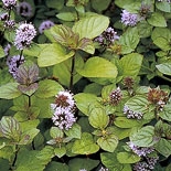 Bergamota (Citrus Bergamia) http://es.osmoz.com/Public/Files/material/5df31858.jpg