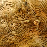 Cashmeran (Madeira de Casimira) http://es.osmoz.com/Public/Files/material/b7ed07c6.jpg