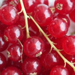 Grosella (Ribes Rubrum) http://es.osmoz.com/Public/Files/material/c6bf8855.jpg