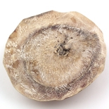 Almizcles blancos http://es.osmoz.com/Public/Files/material/ea933ed4.jpg